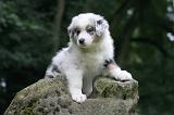 BERGER AUSTRALIEN PUPPIES 845